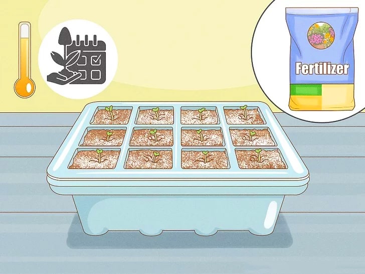 How to Grow Climbing Roses From Seeds  Gardenizi