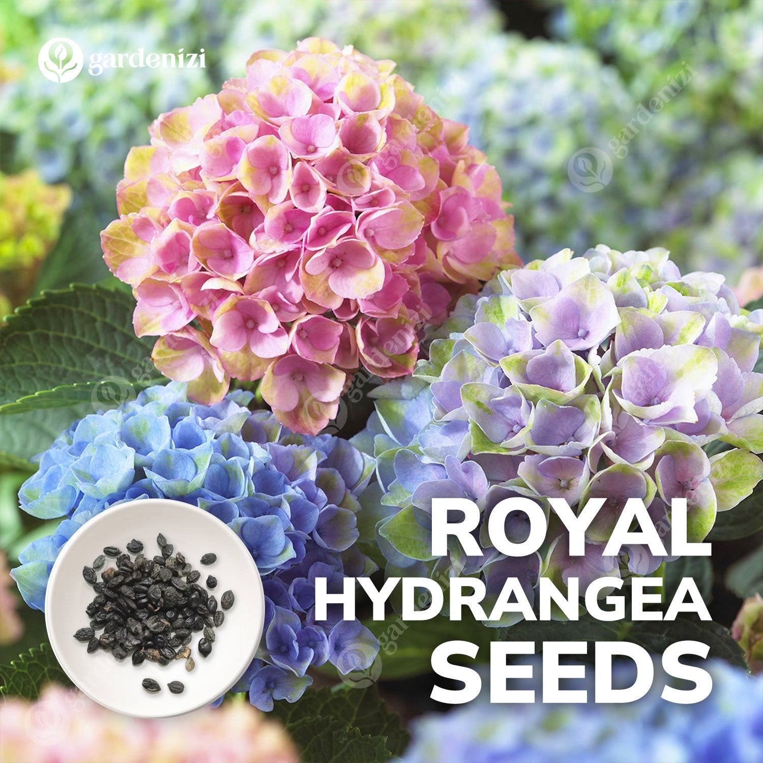 blue hydrangea flower seeds Royal Hydrangea Seeds