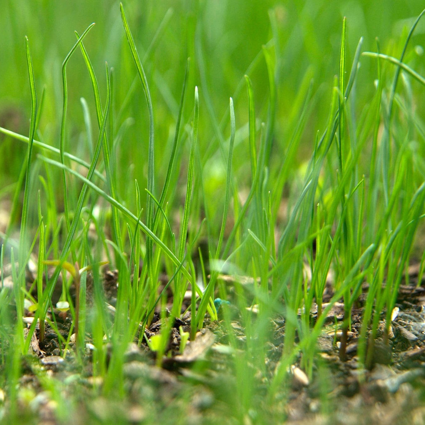 Royal Grass Seeds • Gardenizi