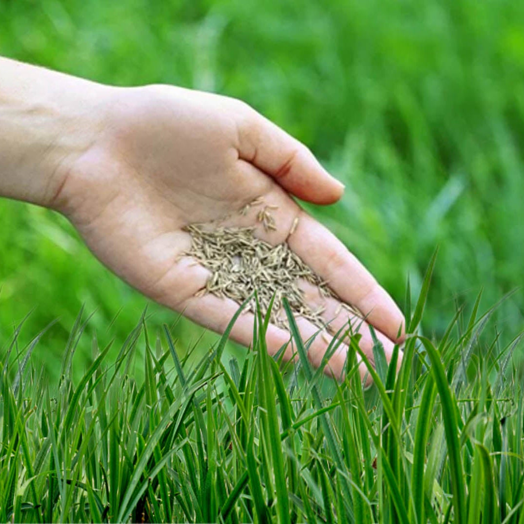 Royal Grass Seeds • Gardenizi