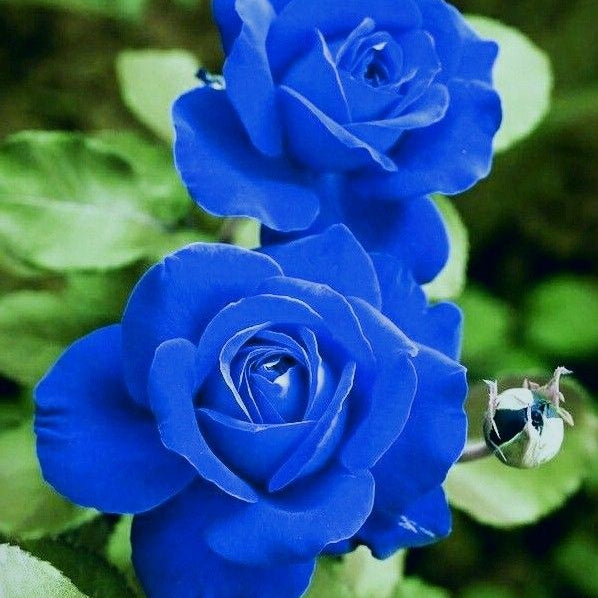Blue Enchantress Rose Seeds