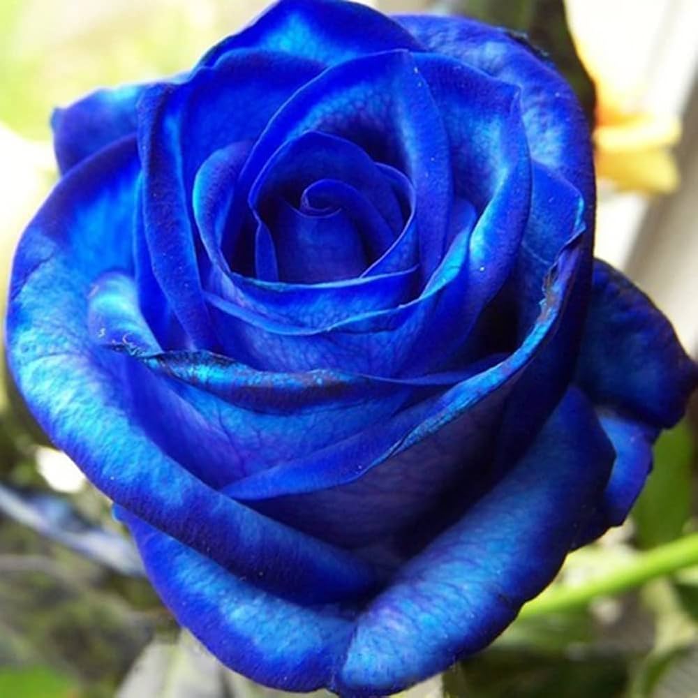 Blue Enchantress Rose Seeds