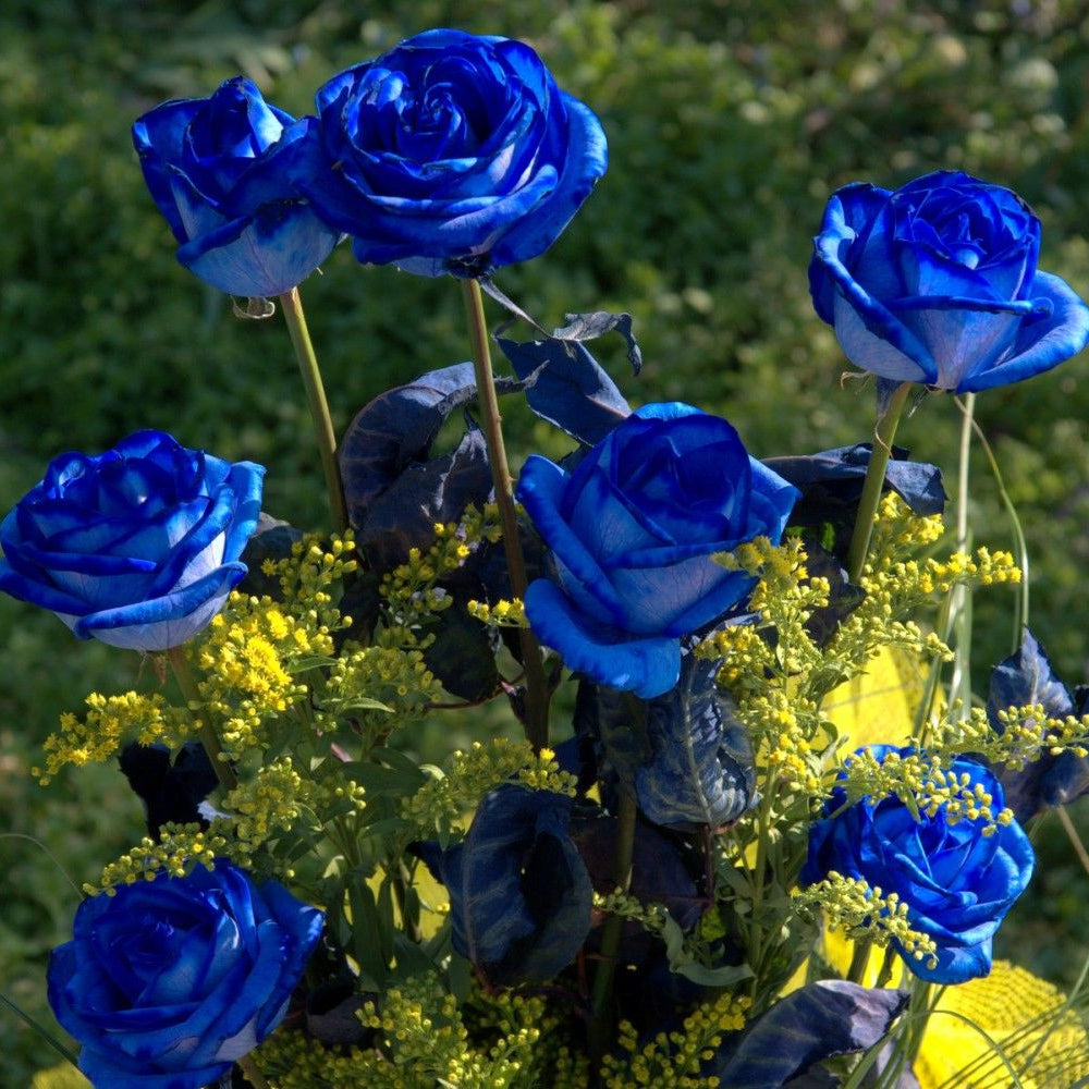 Blue Enchantress Rose Seeds