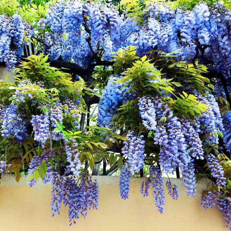 Lavish Blue Wisteria Seeds • Gardenizi