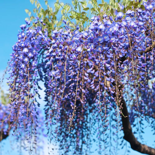 Lavish Blue Wisteria Seeds • Gardenizi