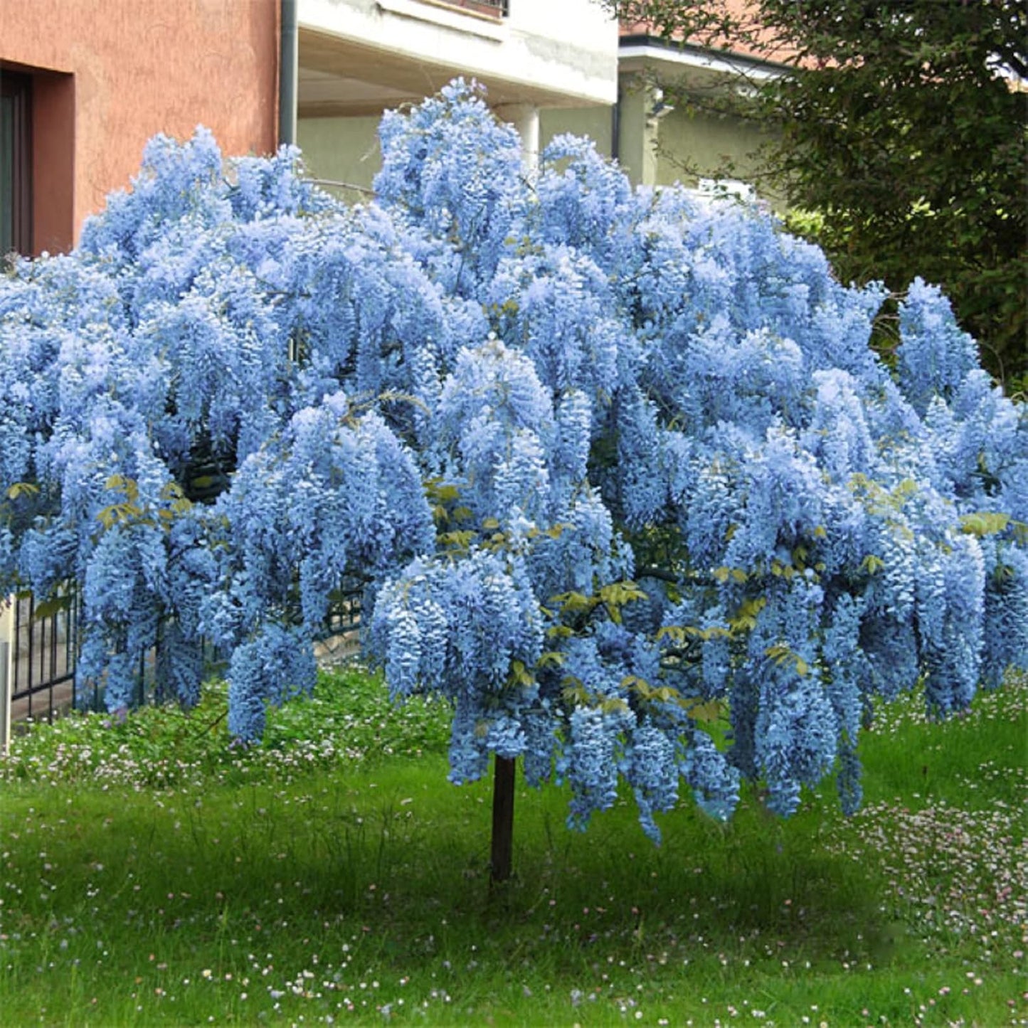 Lavish Blue Wisteria Seeds • Gardenizi