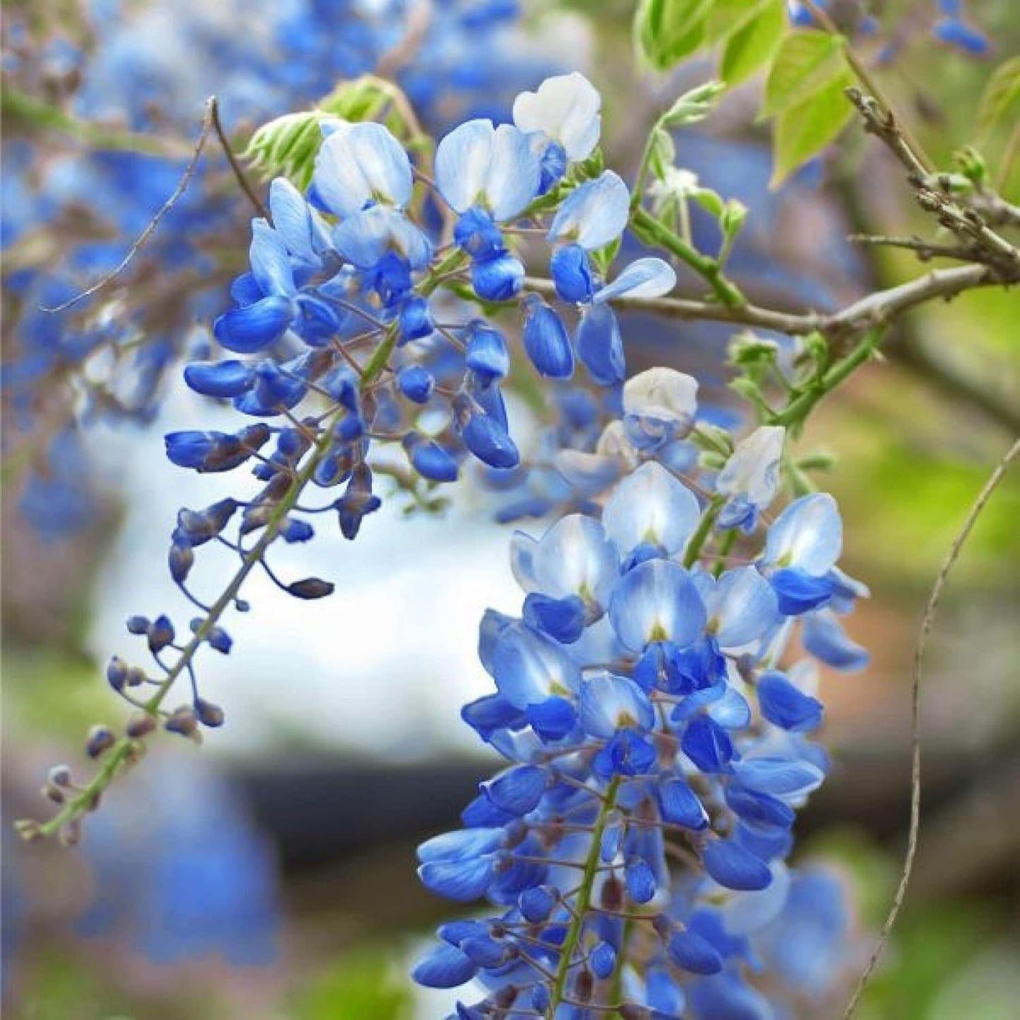 Lavish Blue Wisteria Seeds • Gardenizi