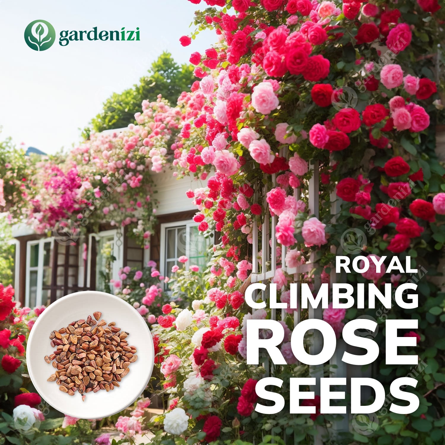 climbing roses seeds Royal Climbing Rose Seeds • Gardenizi