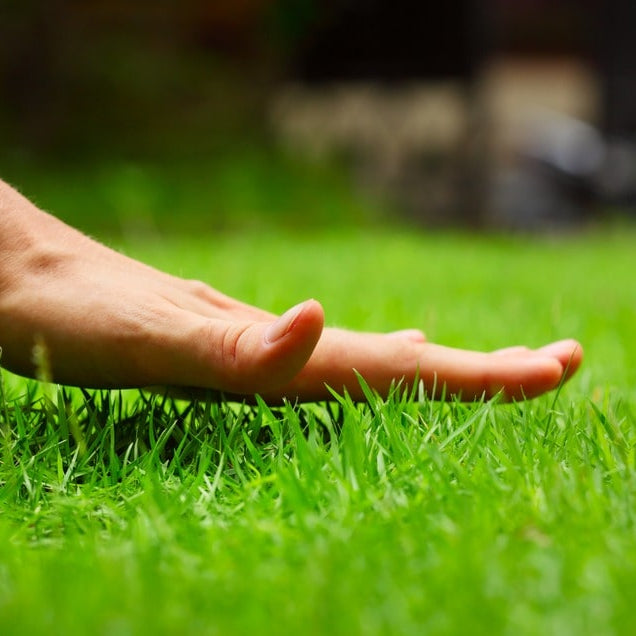 Royal Grass Seeds • Gardenizi