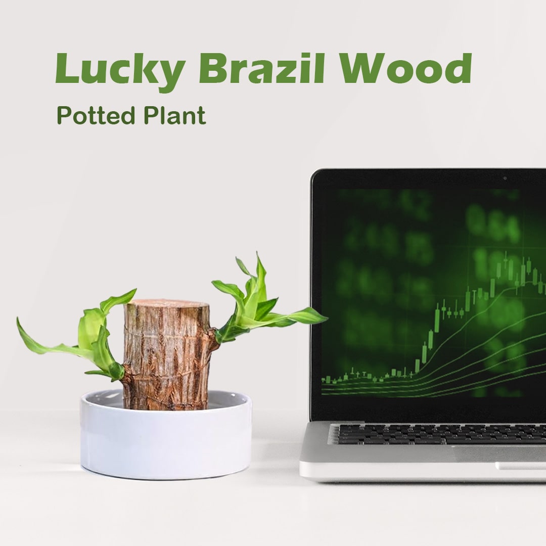brazilwood hydroponic plants groot lucky wood potted Lucky Brazil Wood Potted Plant • Gardenizi