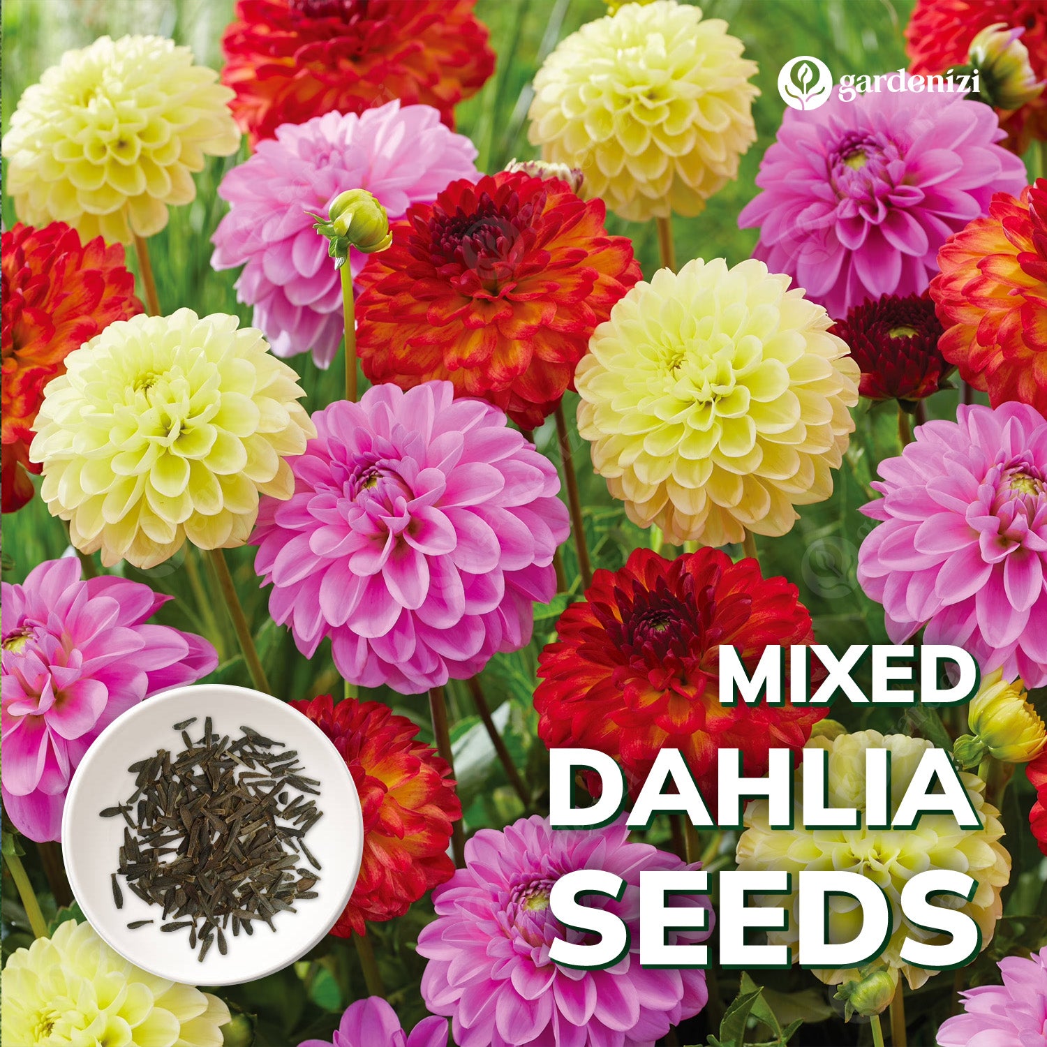 precision garden seeder planter Mixed Dahlia Seeds – Gardenizi