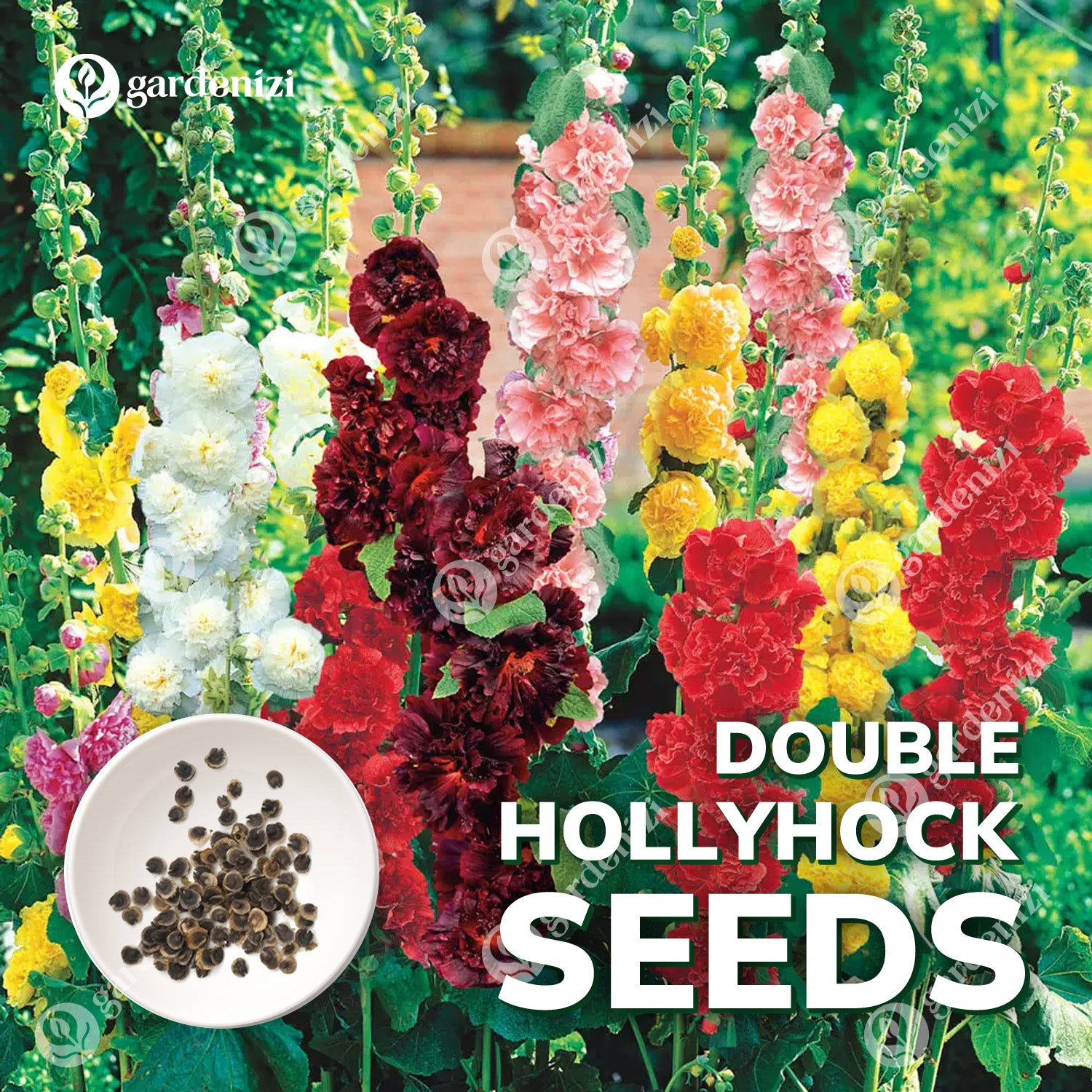 double flower hollyhock seeds Double Hollyhock Seeds – Gardenizi