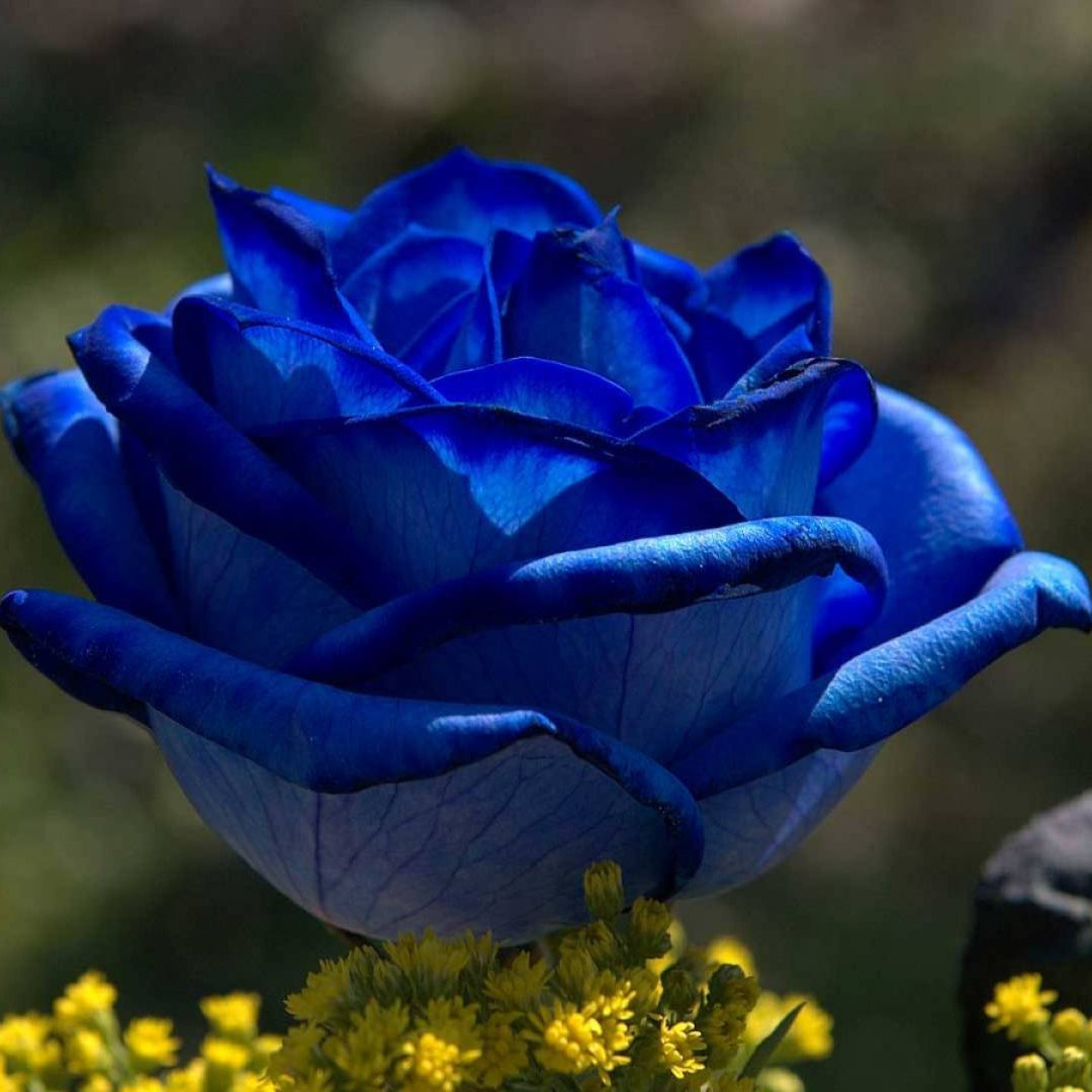 Blue Enchantress Rose Seeds