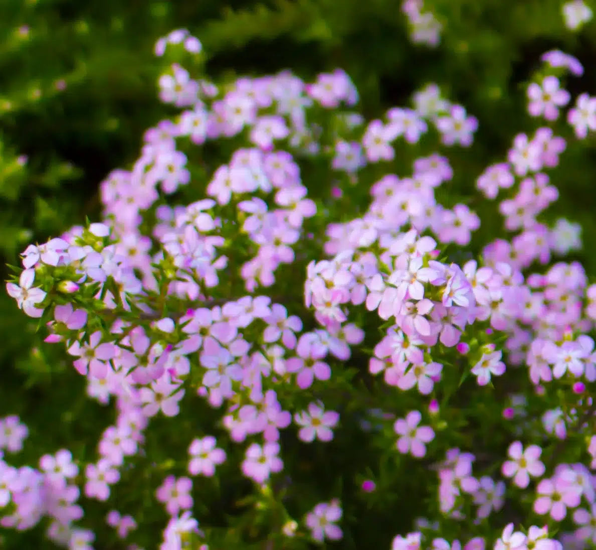 ‘Pink’ Diosma Seed