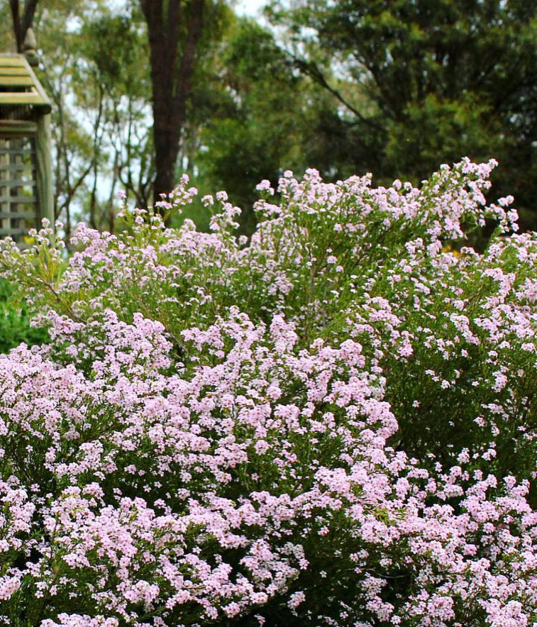 ‘Pink’ Diosma Seed