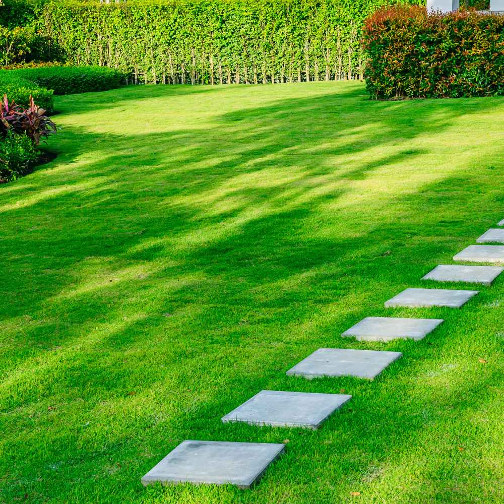 Royal Grass Seeds • Gardenizi