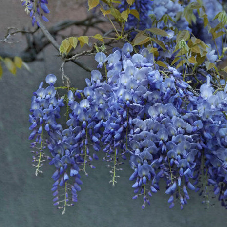 Lavish Blue Wisteria Seeds • Gardenizi