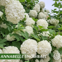 Annabelle Hydrangea