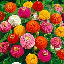 Zinnia Seeds