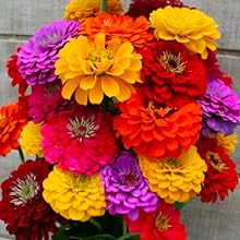 Zinnia Seeds