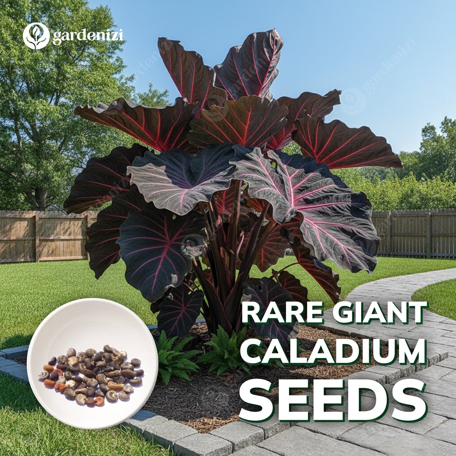 rare plants seeds Rare Giant Caladium Seeds • Gardenizi