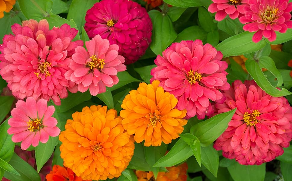 Zinnia Seeds