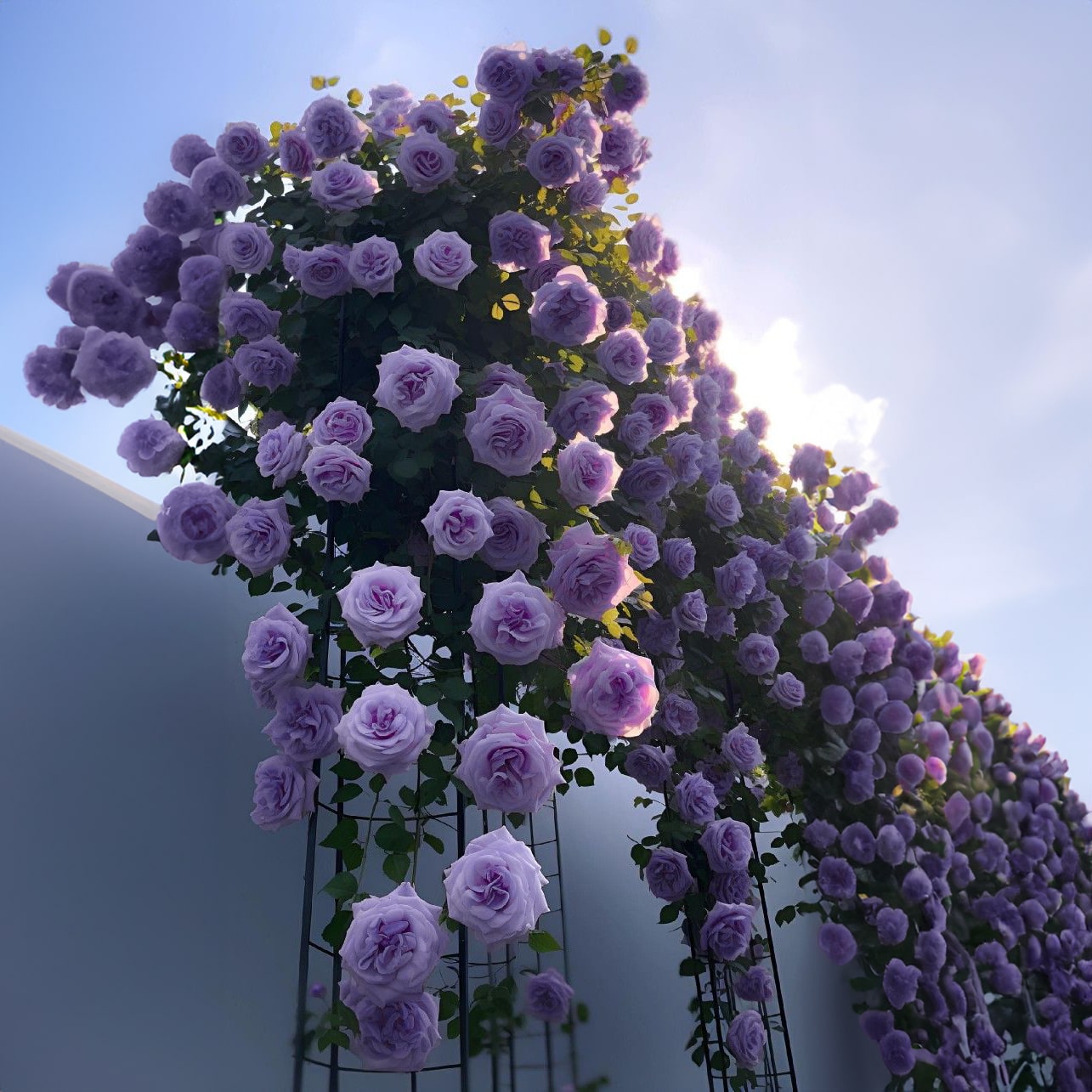 Royal Climbing Rose Seeds