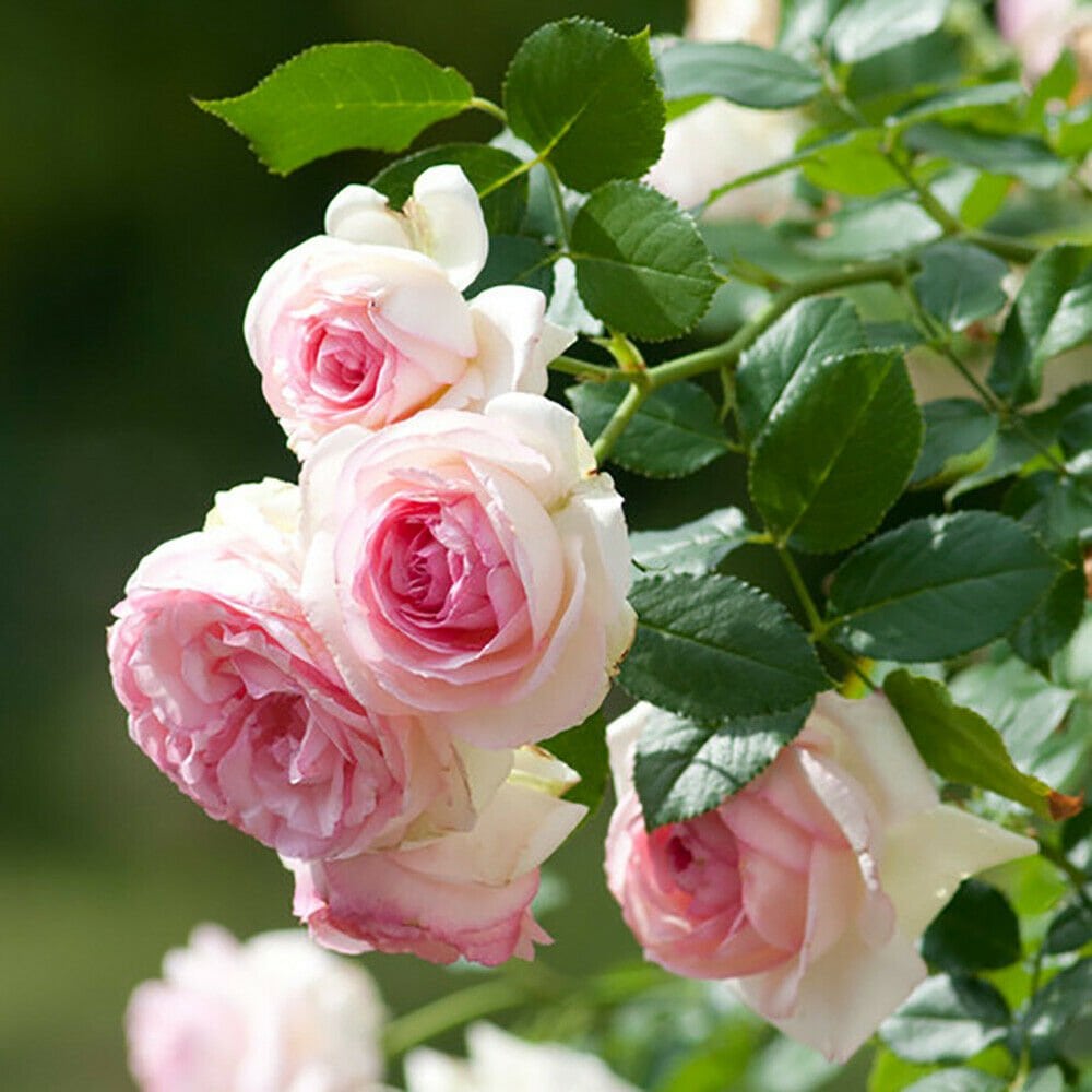 Royal Climbing Rose Seeds
