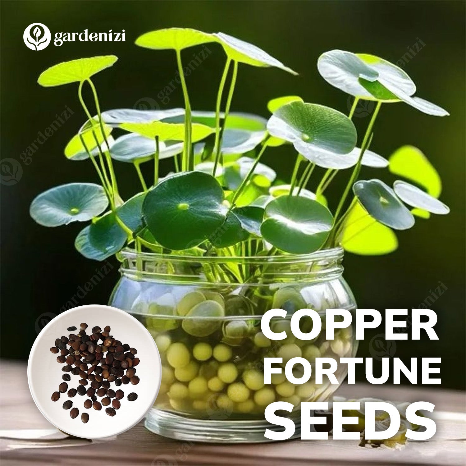 copper money plant Copper Fortune Seeds • Gardenizi