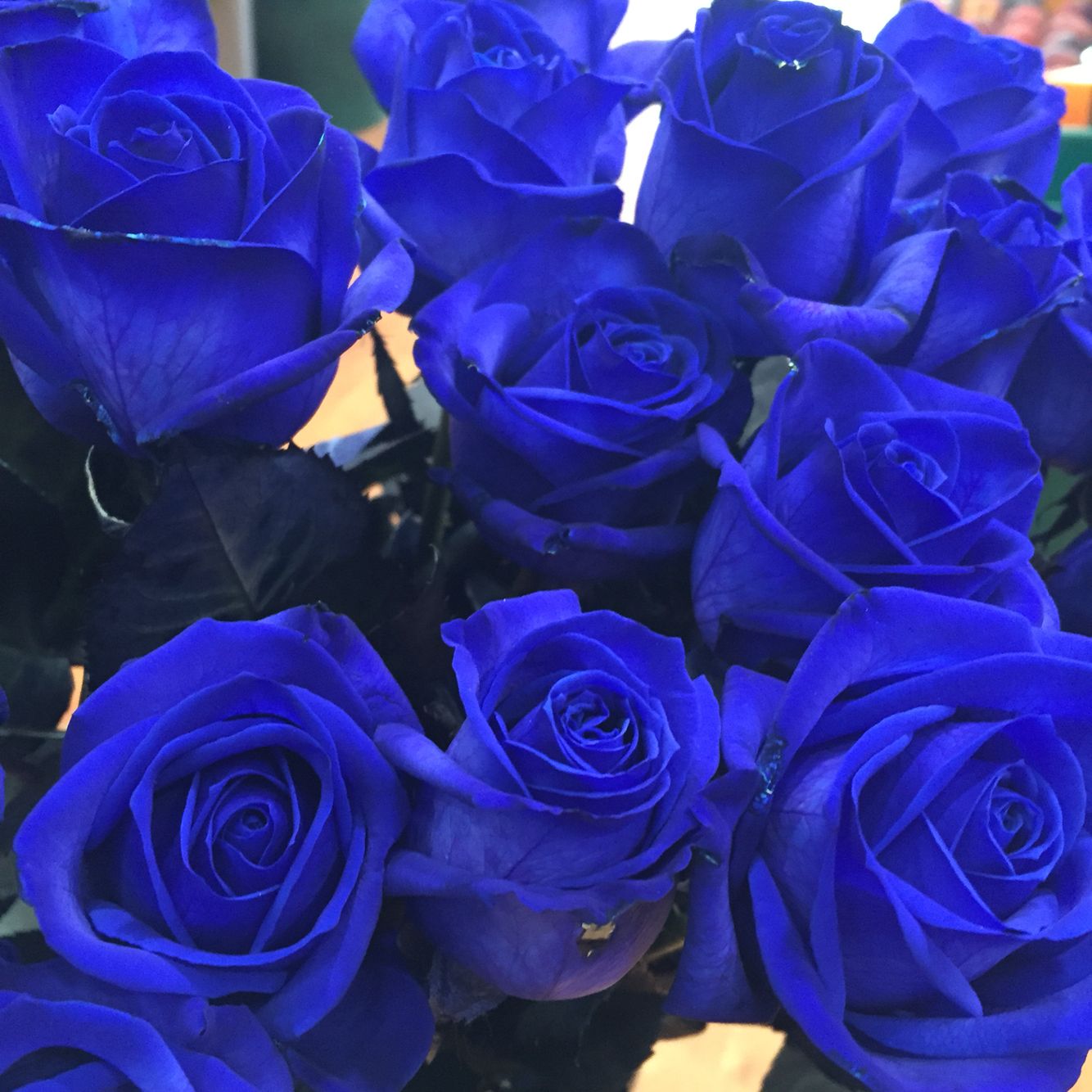Blue Enchantress Rose Seeds