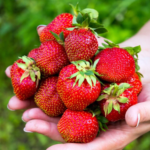 Royal Strawberry Seed • Gardenizi