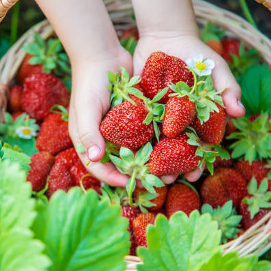 Royal Strawberry Seed • Gardenizi