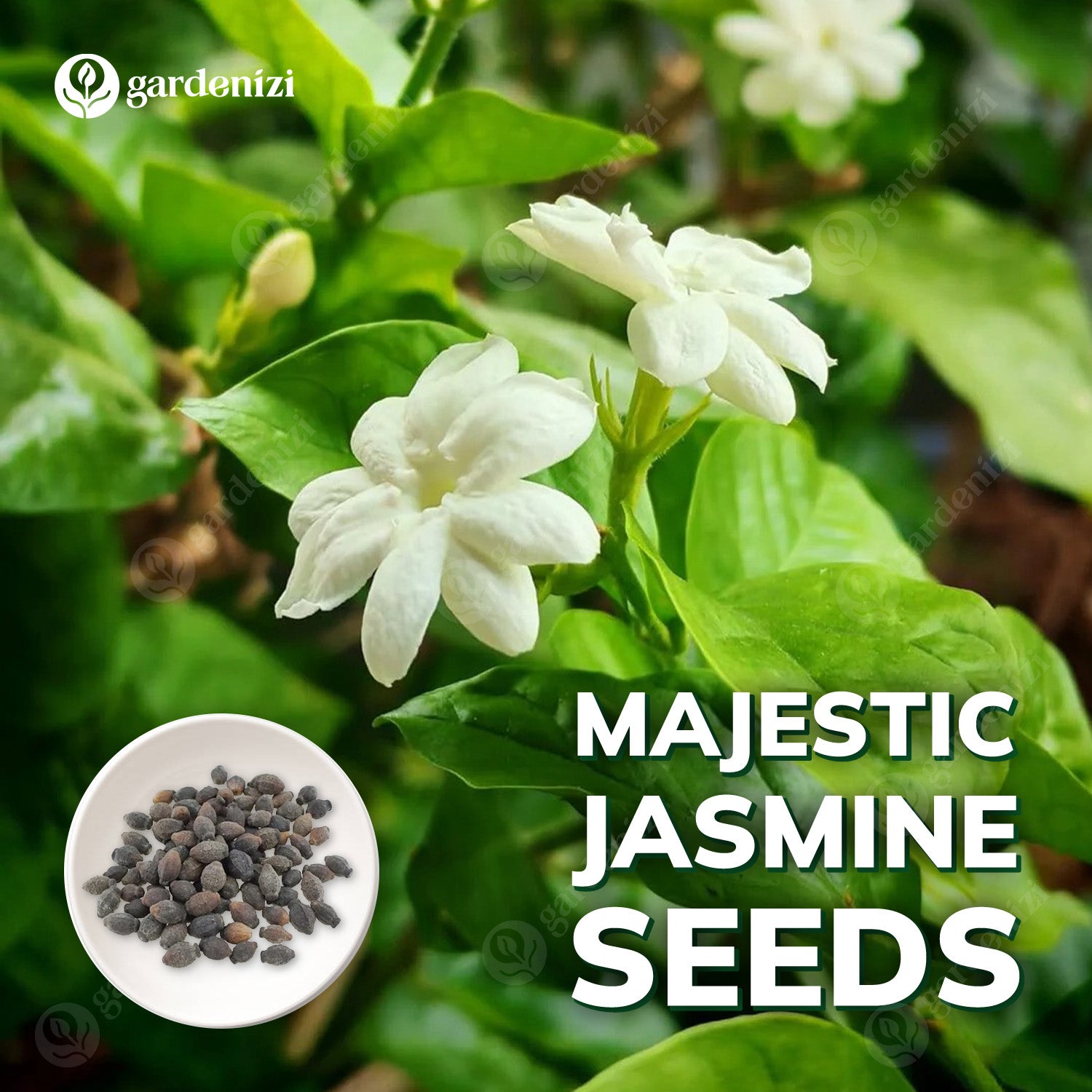 Jasmine出品 Majestic Jasmine Seeds • Gardenizi