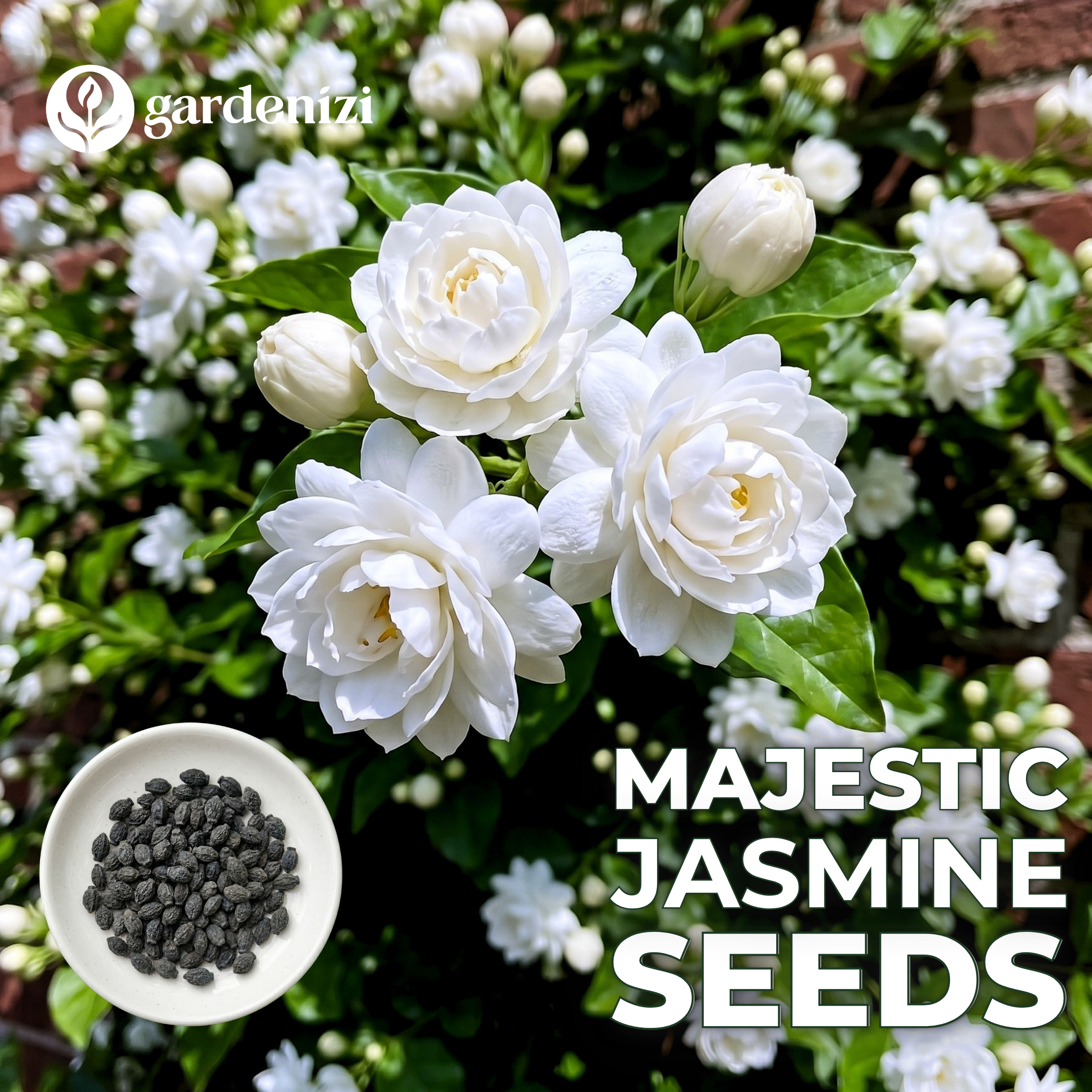 Majestic Jasmine Seeds • Gardenizi