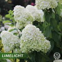 Limelight Hydrangea