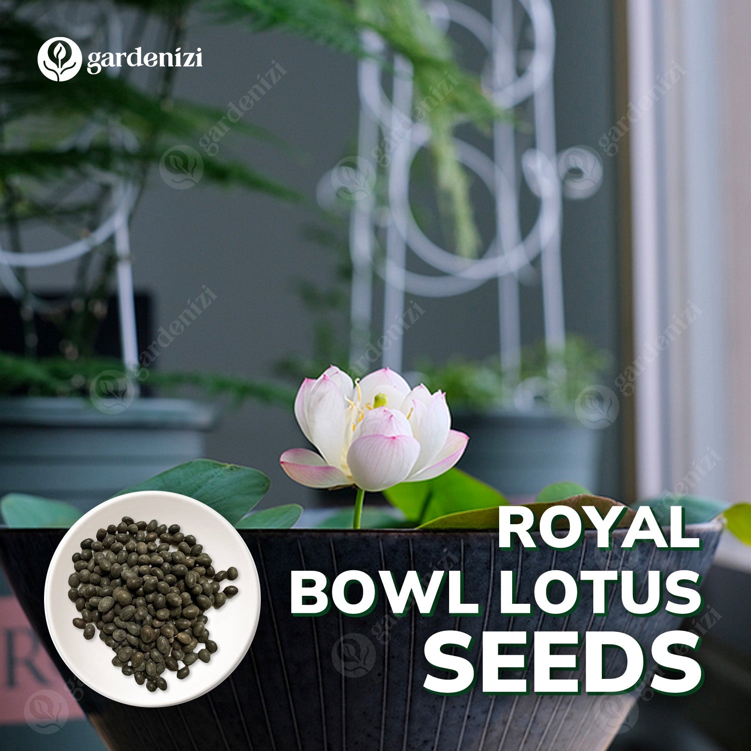 Premium Bowl Lotus Seeds – Gardenizi