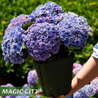 Magic City