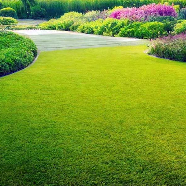 Royal Grass Seeds • Gardenizi