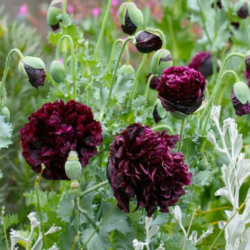 Black Beauty Peony Flower Seeds