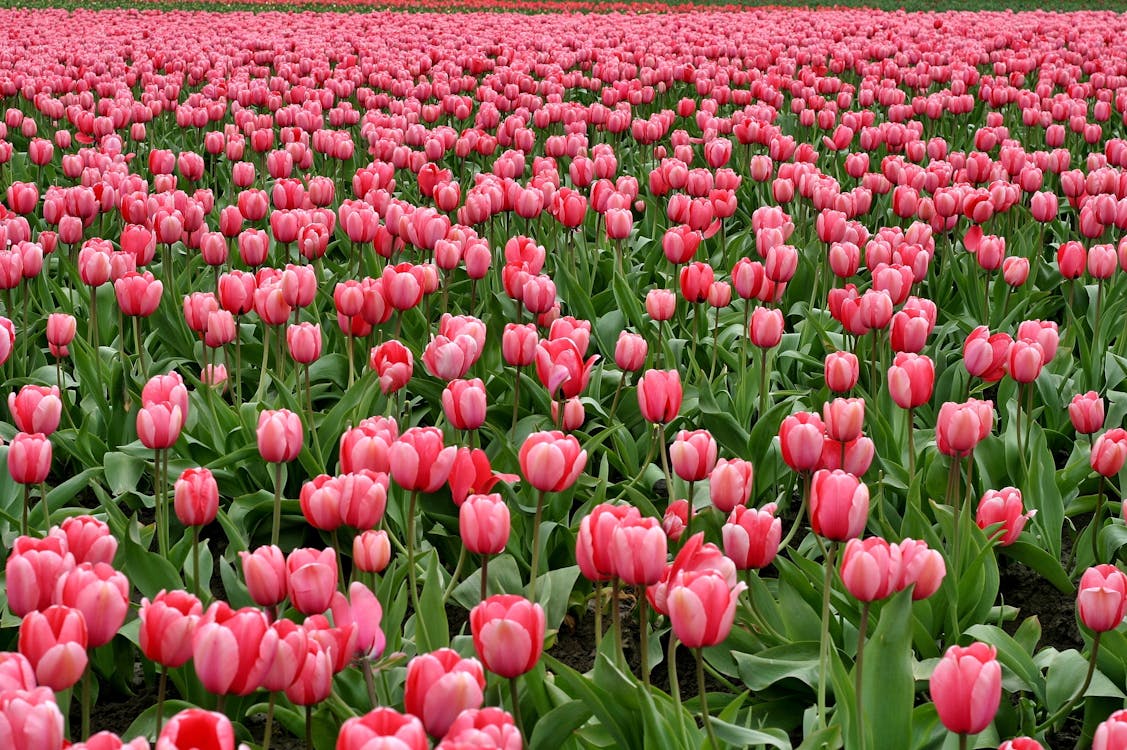 Premium Dutch Tulip Bulbs • Gardenizi