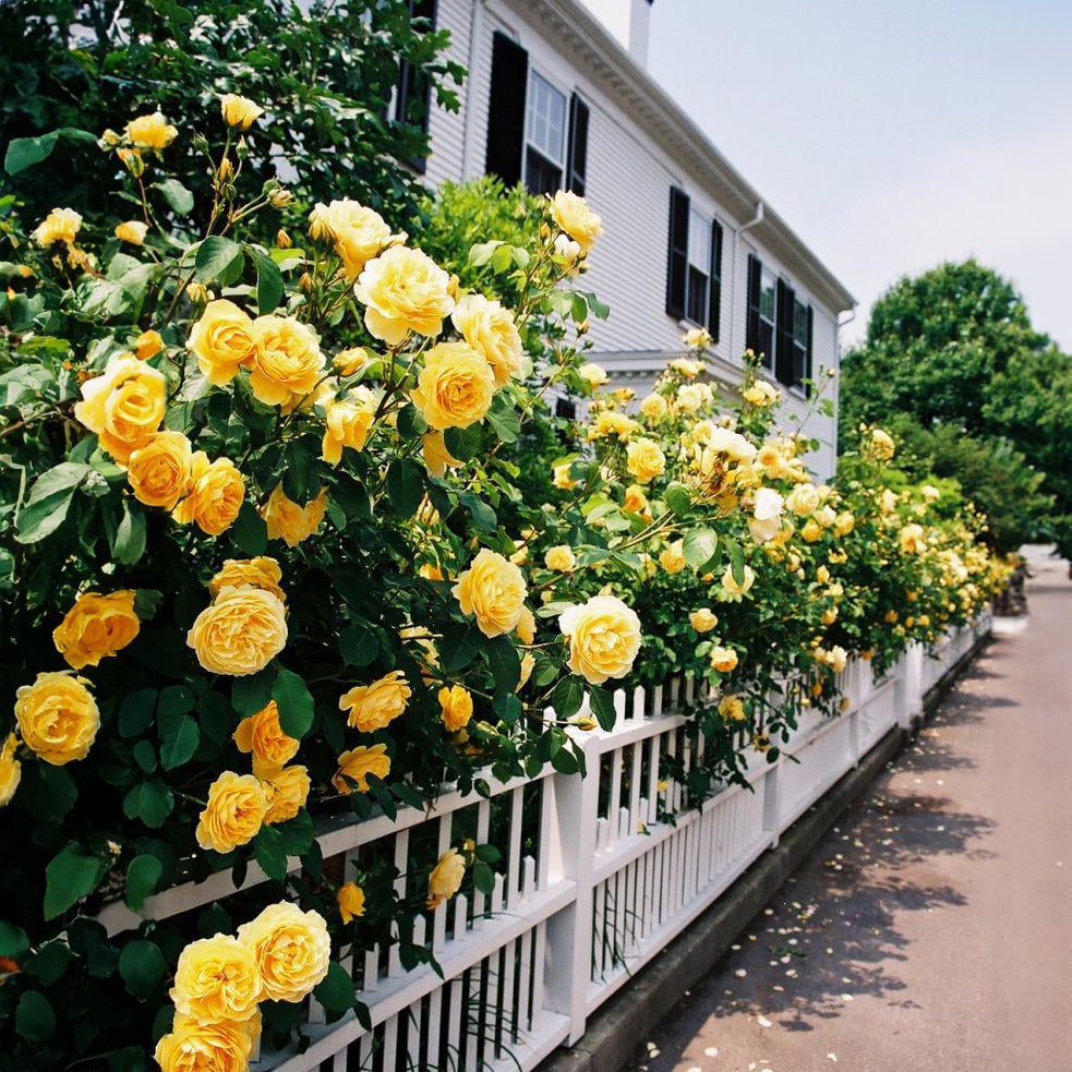 Royal Climbing Rose Seeds