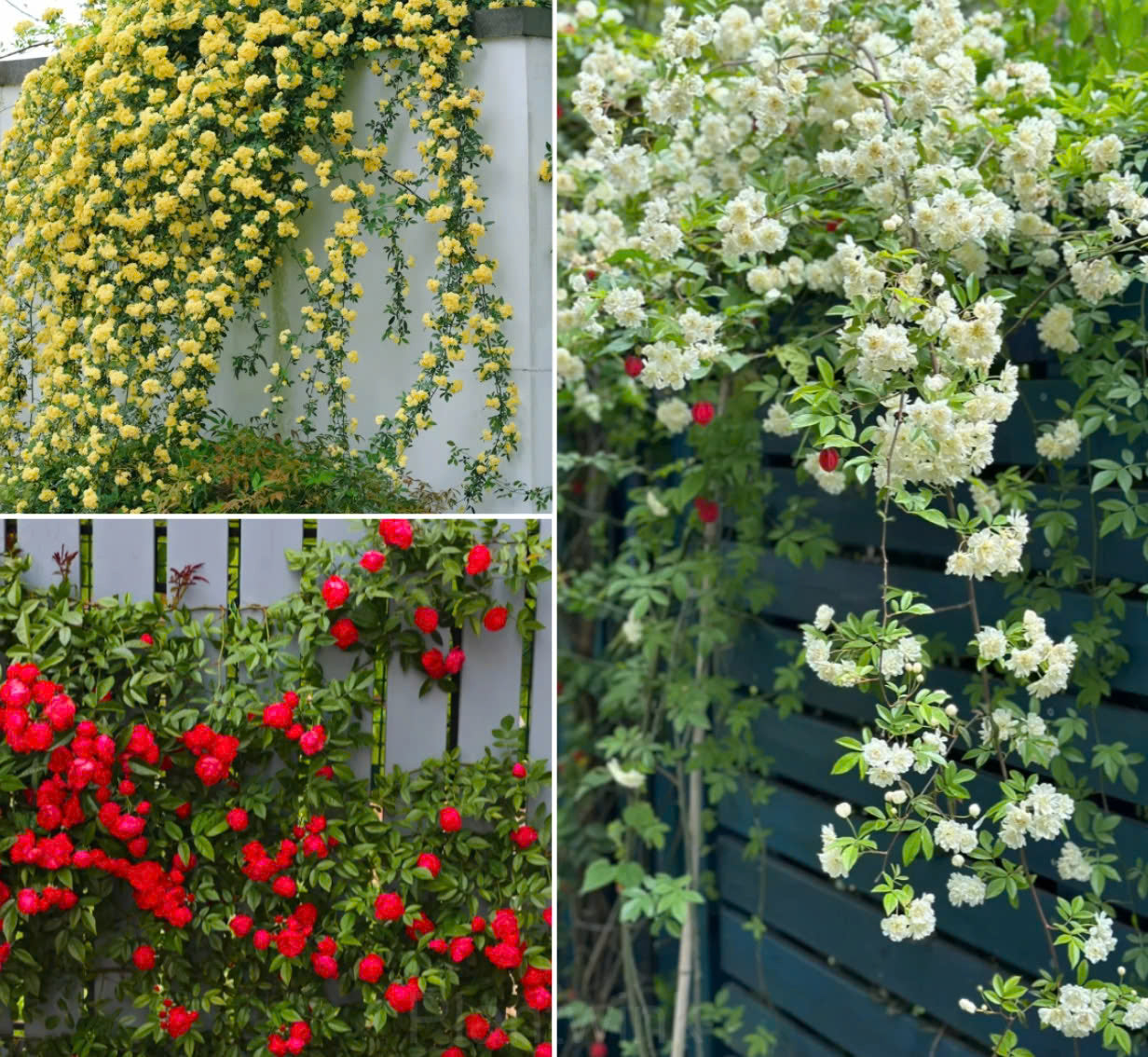 santa rosa seed bank Rosa Banksiae Seeds – Gardenizi