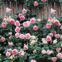 PinkWhite