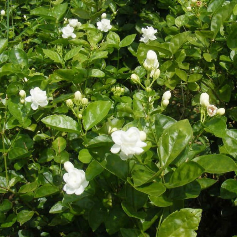 Majestic Jasmine Seeds