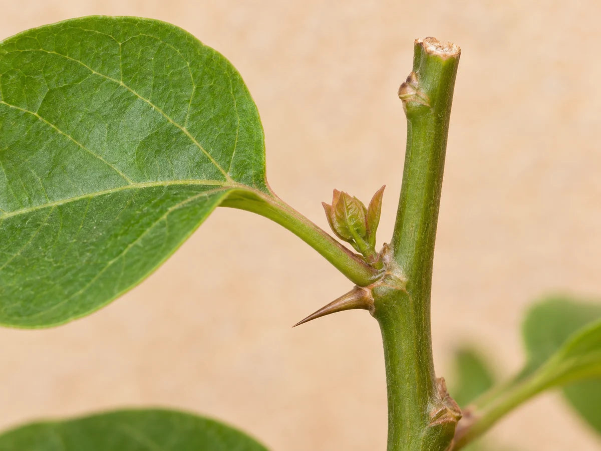 Close botanical view of a bougainvillea node with a leaf, thorn and emerging side bud