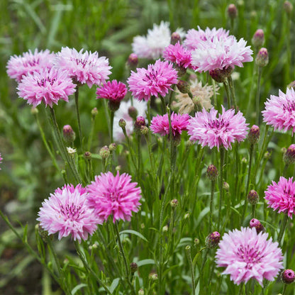 Cornflower (Mixed Color) - Bachelor Button Seeds.