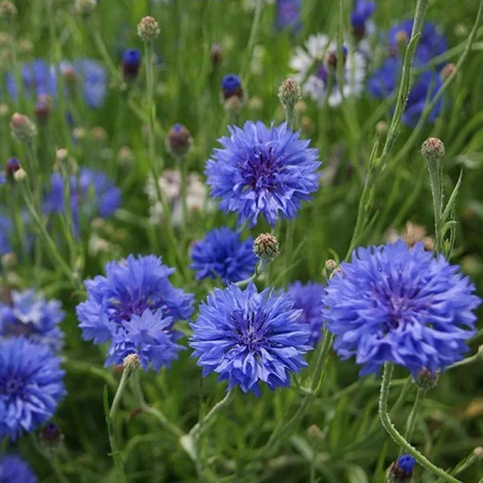 Cornflower (Mixed Color) - Bachelor Button Seeds.