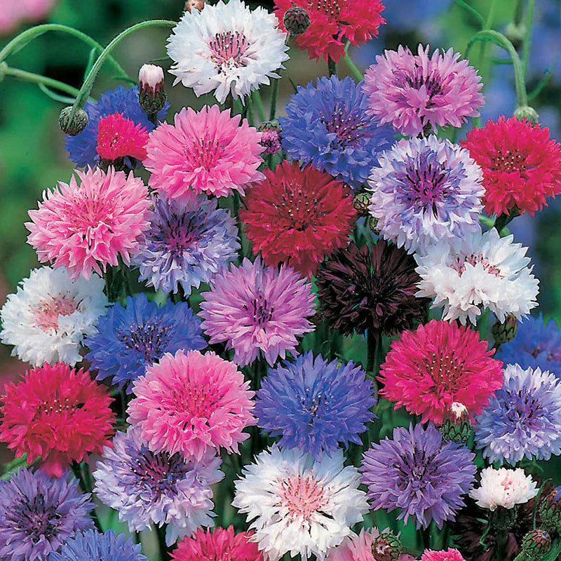 Cornflower (Mixed Color) - Bachelor Button Seeds.