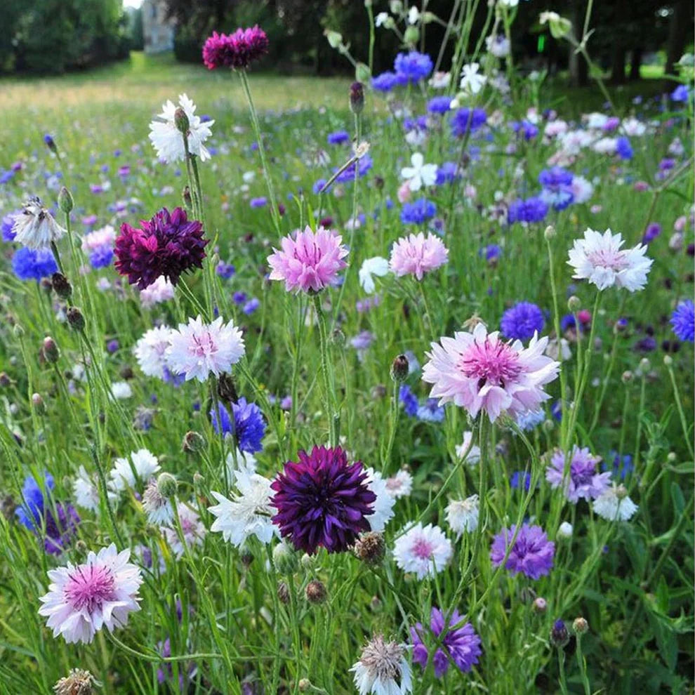 Cornflower (Mixed Color) - Bachelor Button Seeds.