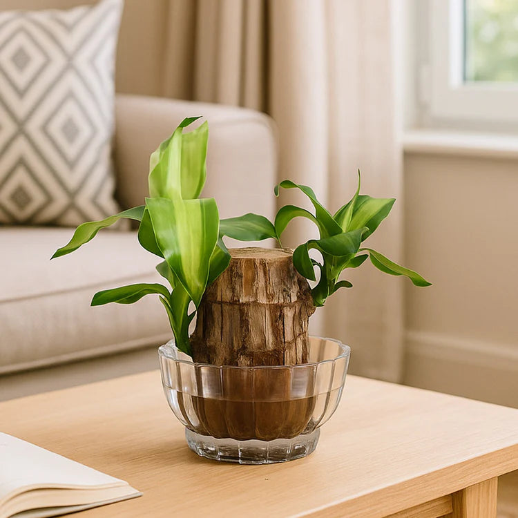 brazilwood hydroponic plants groot lucky wood potted Lucky Brazil Wood Potted Plant • Gardenizi